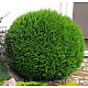 Кълбовидна туя - Thuja occidentalis Danica