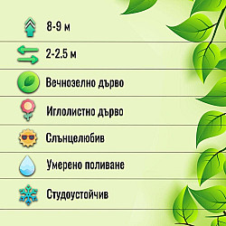 Западна колоновидна туя - Thuja occidentalis 'Fastigiata'