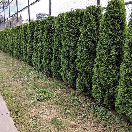 Западна колоновидна туя - Thuja occidentalis Fastigiata