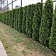 Западна колоновидна туя - Thuja occidentalis Fastigiata