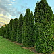 Западна колоновидна туя - Thuja occidentalis Fastigiata