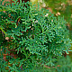 Западна колоновидна туя - Thuja occidentalis Fastigiata