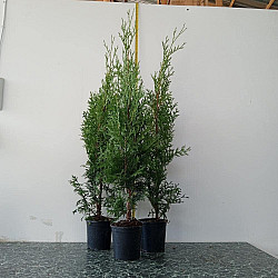 Западна колоновидна туя - Thuja occidentalis 'Fastigiata'