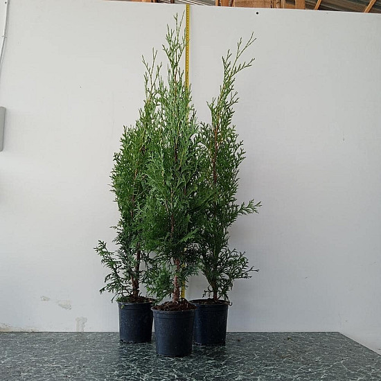 Западна колоновидна туя - Thuja occidentalis Fastigiata