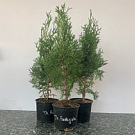 Западна колоновидна туя - Thuja occidentalis 'Fastigiata' 2л.