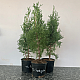 Западна колоновидна туя - Thuja occidentalis Fastigiata 2л.