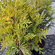 Златиста кълбовидна туя - Thuja occidentalis Golden Globe