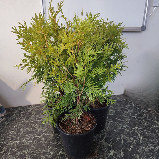 Златиста кълбовидна туя - Thuja occidentalis Golden Globe