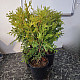 Златиста кълбовидна туя - Thuja occidentalis Golden Globe