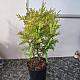 Златиста кълбовидна туя - Thuja occidentalis Golden Globe