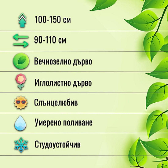 Западна златиста туя - Thuja occidentalis Rheingold 1 л.