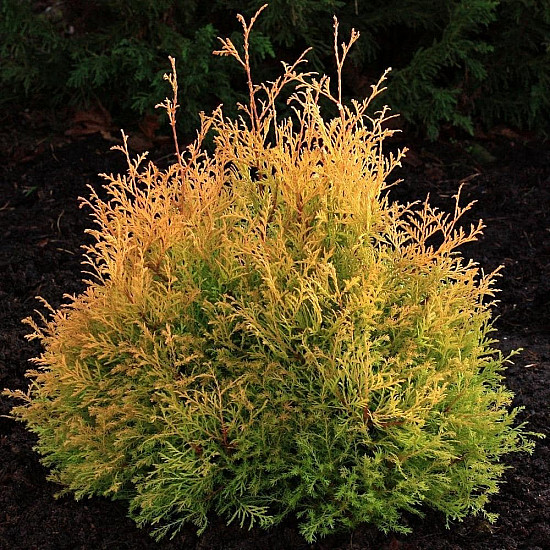 Западна златиста туя - Thuja occidentalis Rheingold 1 л.