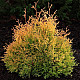 Западна златиста туя - Thuja occidentalis Rheingold 1 л.
