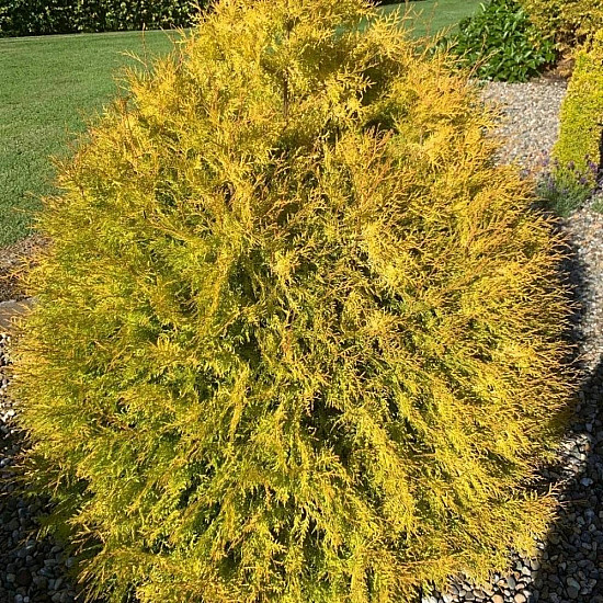 Западна златиста туя - Thuja occidentalis Rheingold 1 л.