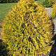 Западна златиста туя - Thuja occidentalis Rheingold 1 л.