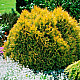 Западна златиста туя - Thuja occidentalis Rheingold 1 л.