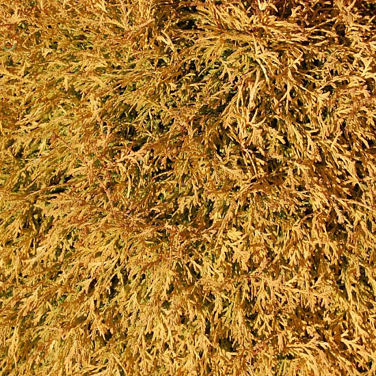 Западна златиста туя - Thuja occidentalis Rheingold 1 л.