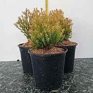 Западна златиста туя - Thuja occidentalis 'Rheingold'