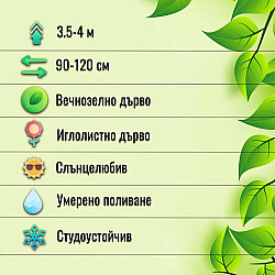 Западна смарагдова туя - Thuja occidentalis 'Smaragd'