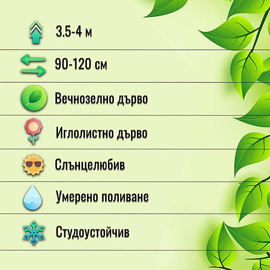 Западна смарагдова туя - Thuja occidentalis Smaragd 2L