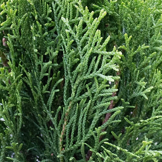Западна смарагдова туя - Thuja occidentalis Smaragd 2L