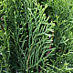 Западна смарагдова туя - Thuja occidentalis Smaragd 2L