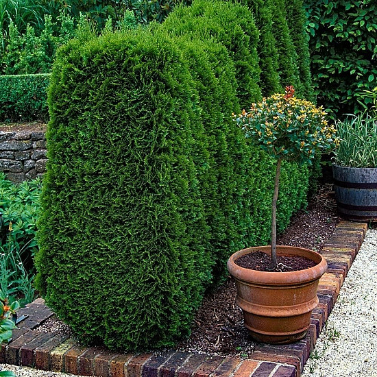 Западна смарагдова туя - Thuja occidentalis Smaragd 2L