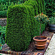 Западна смарагдова туя - Thuja occidentalis Smaragd 2L