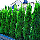Западна смарагдова туя - Thuja occidentalis Smaragd 2L