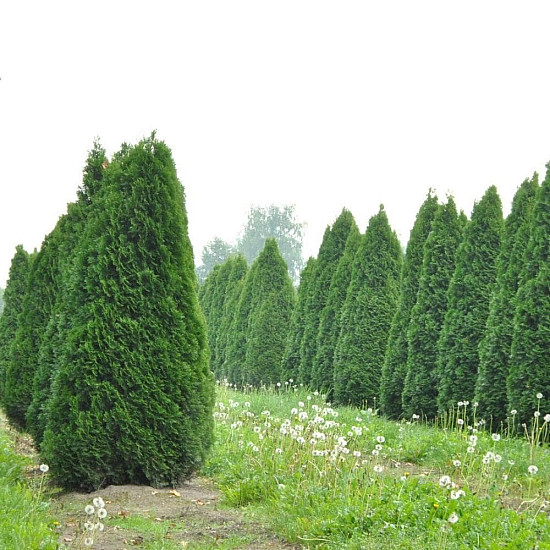 Западна смарагдова туя - Thuja occidentalis Smaragd 2L