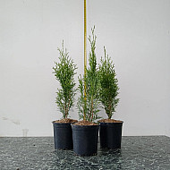 Западна смарагдова туя - Thuja occidentalis 'Smaragd'