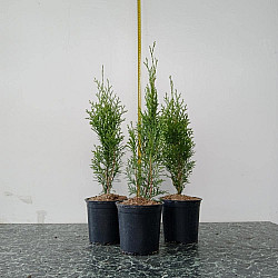 Западна смарагдова туя - Thuja occidentalis 'Smaragd'