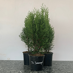 Западна смарагдова туя - Thuja occidentalis 'Smaragd' 2L