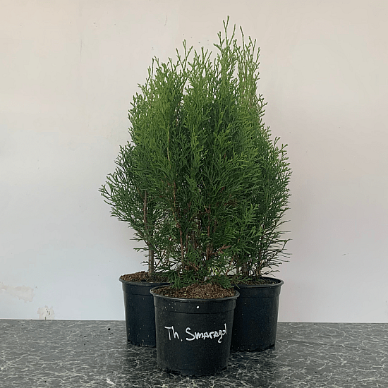 Западна смарагдова туя - Thuja occidentalis Smaragd 2L