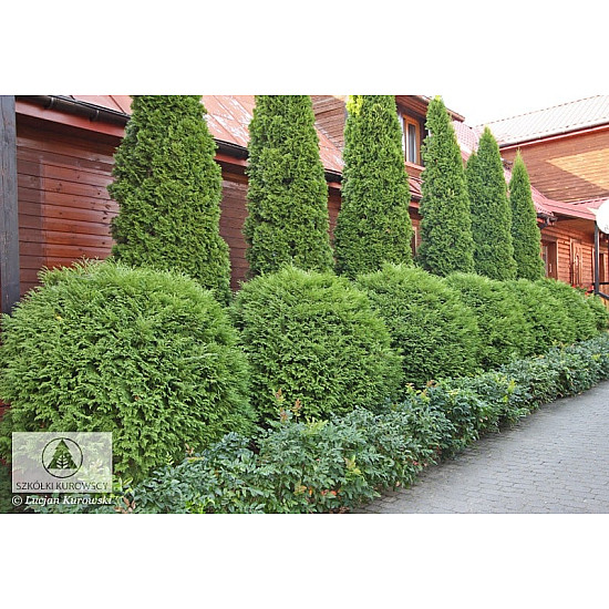 Кълбовидна Туя Западна Глобоза - Thuja occidentalis Globosa 2л