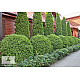 Кълбовидна Туя Западна Глобоза - Thuja occidentalis Globosa 2л