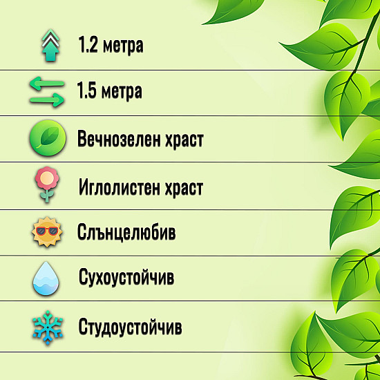 Кълбовидна Туя Западна Глобоза - Thuja occidentalis Globosa 2л