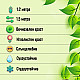 Кълбовидна Туя Западна Глобоза - Thuja occidentalis Globosa 2л