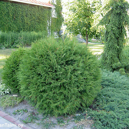 Кълбовидна Туя Западна Глобоза - Thuja occidentalis Globosa 2л