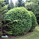 Кълбовидна Туя Западна Глобоза - Thuja occidentalis Globosa 2л