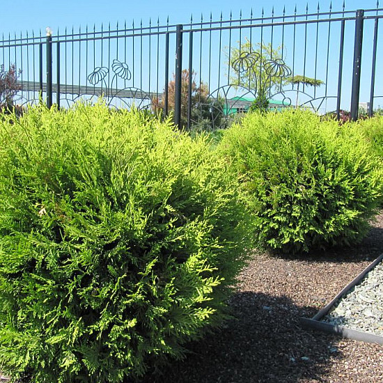 Кълбовидна Туя Западна Глобоза - Thuja occidentalis Globosa 2л