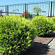 Кълбовидна Туя Западна Глобоза - Thuja occidentalis Globosa 2л