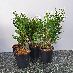 Кълбовидна Туя Западна Глобоза - Thuja occidentalis 'Globosa' 2л