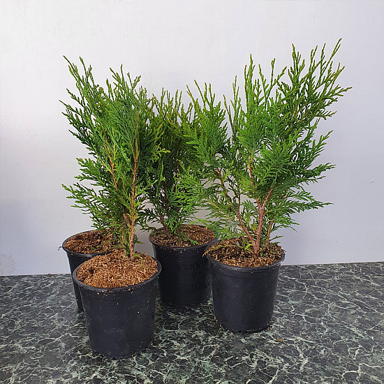 Кълбовидна Туя Западна Глобоза - Thuja occidentalis Globosa 2л