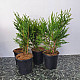 Кълбовидна Туя Западна Глобоза - Thuja occidentalis Globosa 2л