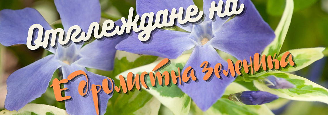 Отглеждане на едролистна зеленика - Vinca Major