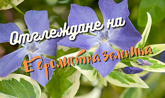 Отглеждане на едролистна зеленика - Vinca Major