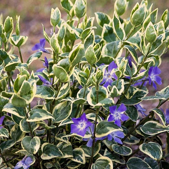 Зеленика - Vinca major “Variegata“