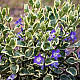 Зеленика - Vinca major “Variegata“