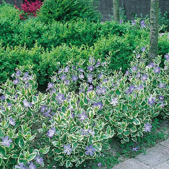 Зеленика - Vinca major “Variegata“